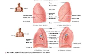 Surface anatomy of the lungs Lobes Fissures and Lobules [upl. by Laurinda]