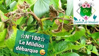 ☆N°180☆ Mildiou bonjour 👋 Couleurs poussins Tomates en pots Bicarbonate potassium Nuits froides [upl. by Mutua]