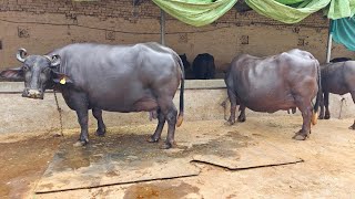 Two Buffaloes for Sale 2 ਮੱਝਾਂ ਵਿਕਾਊ [upl. by Acirre]