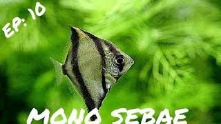 INTERMEDIATE FISH Mono Sebae Monodactylus Sebae [upl. by Angel]