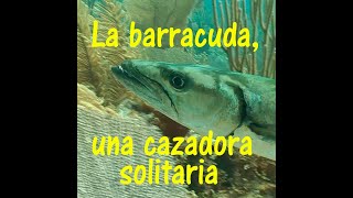 La barracuda una cazadora solitaria shorts [upl. by Nediarb]