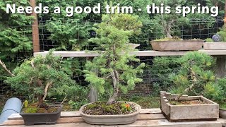 Yamadori Larch Bonsai Styling  Subalpine Fir Repot [upl. by Nrev]