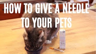 How To Give A Needle To Your Dog or Cat [upl. by Rebba]