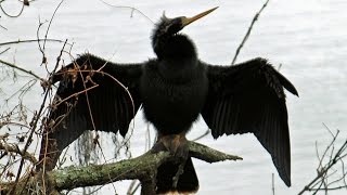 Anhinga SnakeBird Calls FYV [upl. by Sotos382]