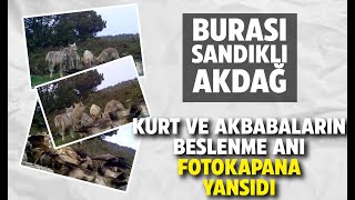 Afyon Sandıklıda kurt ve akbabaların beslenme anı kameralara yansıdı [upl. by Suhploda581]