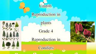 Reproduction in Conifers Grade 4 lecture 2 [upl. by Olivier]