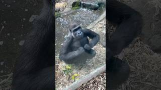 Gorilla beating chest gorilla [upl. by Augustin795]