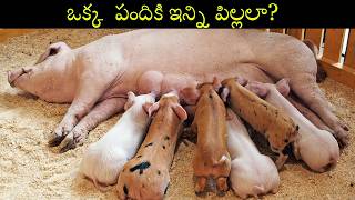 మెం పెట్టె పందులకి తిండి ఇదే  pig farming for beginners  Commercial Pig Farming BusinessRajdev395 [upl. by Elamaj]