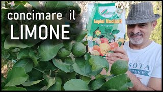 Concimare il limone con i lupini macinati [upl. by Noskcire895]