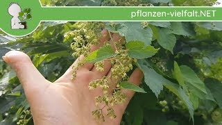 EchterWilder Hopfen  Männliche BlüteBlüten Humulus lupulus  Wildpflanzen Bestimmung [upl. by Engamrahc]