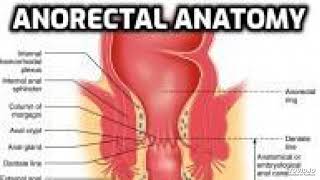 Anatomy of Anorectal region [upl. by Raynard]