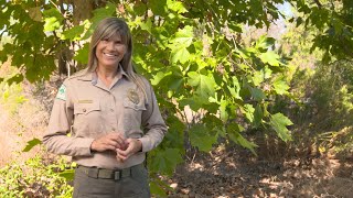 Native Trees of Mission Trails Regional Park [upl. by Ginni268]