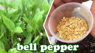 How to Grow Bell Peppers from Seeds  Green Bell Pepper Plant  How to Grow Vegetables GardenersLand [upl. by Ahtelahs]