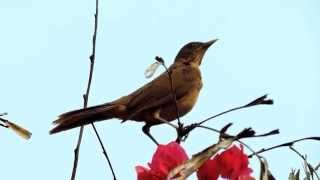 Claycolored Thrush Turdus Grayi  Sensontle Ruiseñor Zorzal [upl. by Ries]