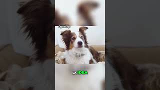 Cómo ayudar a tu perro con ansiedad por ruidos perros mascotas [upl. by Yadrahs]