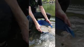 Gold Panning ASMR goldmining goldprospecting [upl. by Shamrao88]