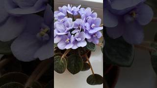 African violet in bloom and propagating african violet from leaf [upl. by Aniat]