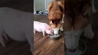 Mini piggy 🐷 absolutely falls in love with Mommy Siberian husky ❤️ 😍 💕 [upl. by Tevlev706]