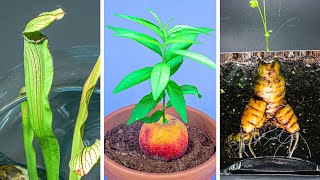 790 Days in 8 Minutes  Growing Plants Time Lapse Compilation [upl. by Aivatco]