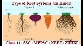 Types of Roots in hindi  जड़ और तने के प्रकार हिंदी में [upl. by Anas]