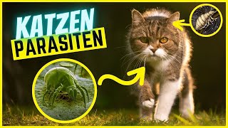 Die 7 häufigsten Parasiten bei Katzen  Erkennen Behandeln Vorbeugen [upl. by Akcirred]