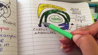 location of mammillary body fornix and corpus callosum [upl. by Inot]