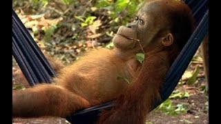 Noddys First Day at School  Orangutan Diary  BBC Earth [upl. by Lessard]