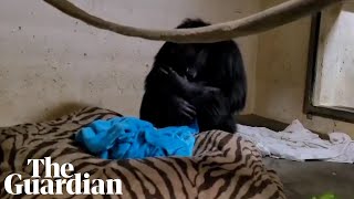 Emotional moment chimpanzee mother reunited with her baby [upl. by Tuddor]