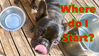 Bonding amp Training Tips For New Frenchie Puppy Owners Beginners Guide  Cane Corso Mayhem [upl. by Ecilahs]