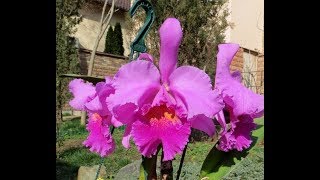 Cattleya Gaillarmont и Laelia purpurata x Cattleya dowiana [upl. by Bernardina]