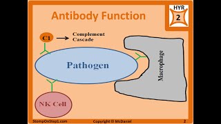 Antibody Structure amp Formation IgG IgA IgE Autoantibodies ANA panca Isotype [upl. by Janine63]