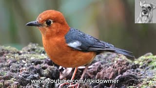 ORANGEHEADED THRUSH Borneo [upl. by Sirehc155]