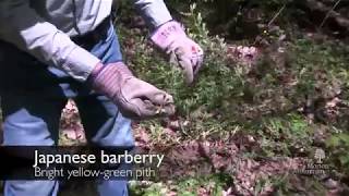 How to identify Japanese barberry Berberis thunbergii [upl. by Hussein266]