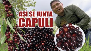 Así se junta CAPULI  en la serranía Ecuatoriana [upl. by Nelsen]