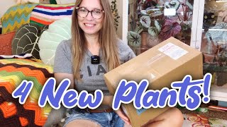 Steve’s Leaves Plant Unboxing  4 New Begonias [upl. by Anomar631]