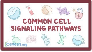 Common cell signaling pathway [upl. by Iveel291]