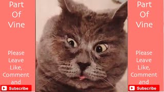 Cats Scaredy Compilation 2022 Funny cats compilation 2022 [upl. by Orson]