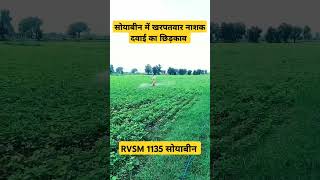 1135 soyabean varaity 1135 soyabean shorts viral ytshorts dharmenthakur madhyapradesh [upl. by Eenalem]