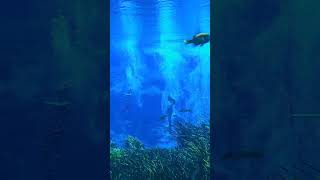 Real Live Mermaid show in Florida only in Weeki Wachee State Park [upl. by Lazare]