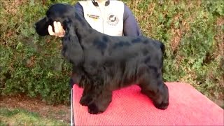 English Cocker Spaniel grooming by Rita Szakács [upl. by Bonner767]