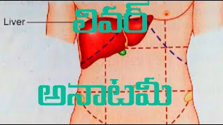 liver anatomymedtelugu [upl. by Aguie]