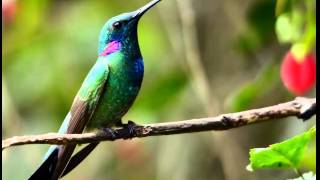 Colibrí Mediano Cantando Sonido para Llamar El Mejor [upl. by Noitsuj]