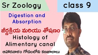 Histology of Alimentary canal ఆహారనాళం గోడలలోని కణజాలాలు Digestion and Absorption  Class 9 [upl. by Esch]