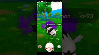 Catching Shadow Zigzagoon  PokémonGo PokémonGo ShadowZigzagoon ShadowHunting [upl. by Malinowski]