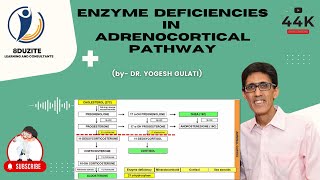 Enzyme Deficiencies In Adrenocortical Pathway CONGENITAL ADRENAL HYPERPLASIA [upl. by Aiken30]