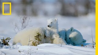 Mother Polar Bear And Her Cubs Come Out Of Hibernation  Wildest Arctic [upl. by Ainek651]