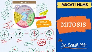 Mitosis  Cell cycle  MDCAT  NUMS  NEET [upl. by Ymirej]