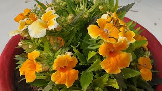 Nemesia Care Tips  Beautiful Winter Flower  Fun Gardening [upl. by Ayimat]