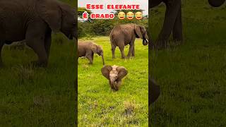 ENCONTREI O ELEFANTE DUMBO 😂😂😂 shorts animation [upl. by Eidoow109]