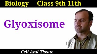 Glyoxisome  Structure and functions of Glyoxisome  Cell organelles  Class 9 and 11 [upl. by Kappel]